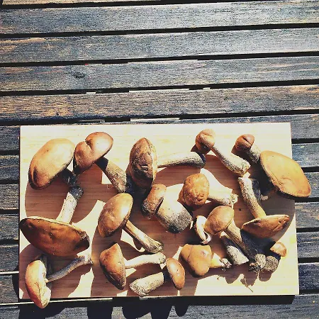 Ferienhaus Gelbes Haus Bei Mardorf Am Steinhuder Rehburg-Loccum